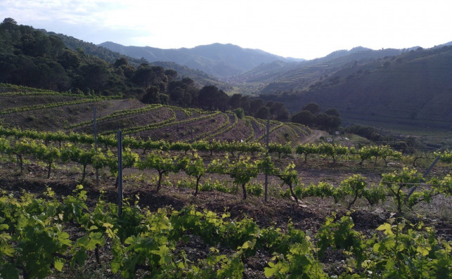 Las terrazas de montanÌƒa donde crecen las uvas. Foto Olim