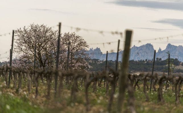 Las vinÌƒas con Montserrat al fondo. Foto: RaventÃ³s i Blanc