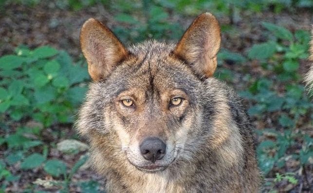 lobo iberco parque el Hosquillo