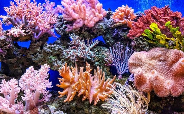 Los corales estÃ¡n en retroceso en muchos lugares del mundo. Foto Unsplash.