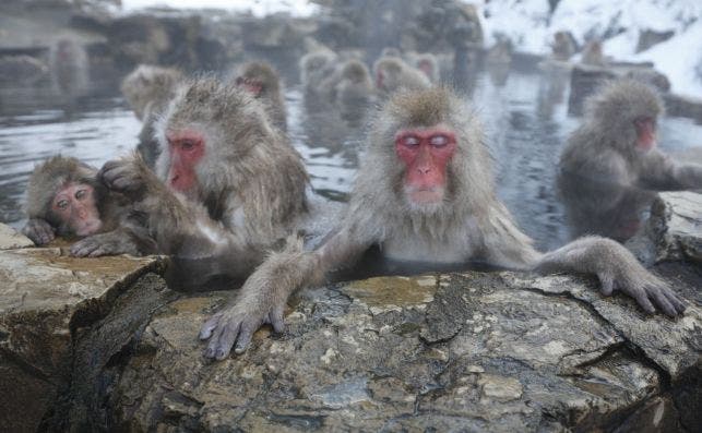 Los monos del Parque Jigokudani tomando un relajante banÌƒo termal. Foto: Jigokudani Yaen-koen.