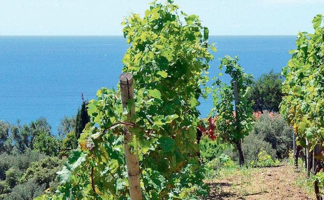 Los vinÌƒedos reciben el suave clima del MediterraÌneo