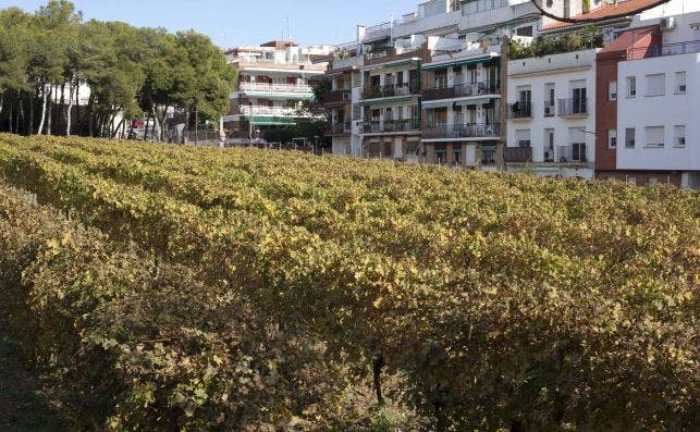 Los viÃ±edos de MalvasÃ­a se encuentran en medio de la ciudad de Sitges. Foto: JP Chuet.