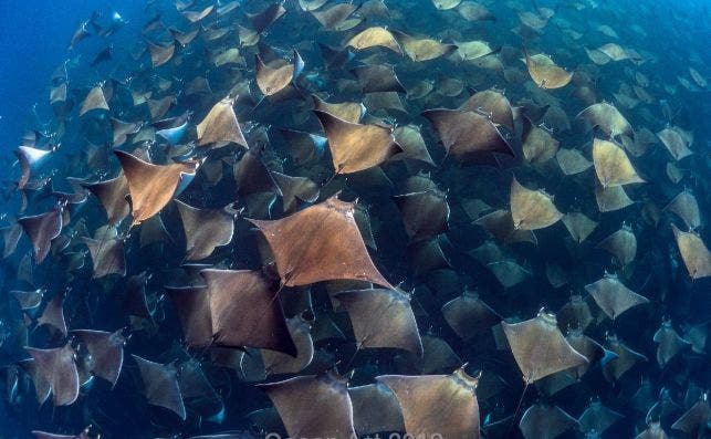 Marine Life Behaviorhm Jay Clue Gigantic aggregation of Munks Devil Rays in Baja California Sur9