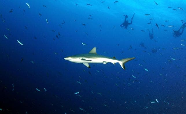 Micronesia  Klaus Stiefel Flickr