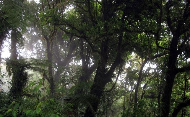 Monteverde bosque