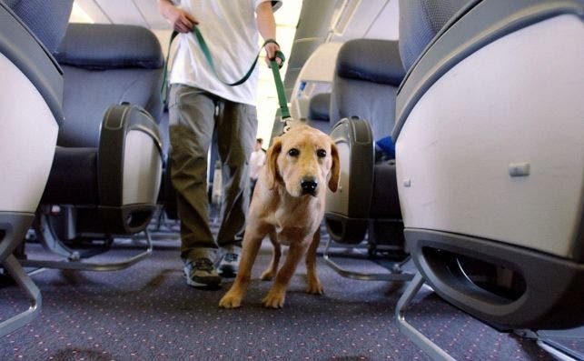 Las aerolÃ­neas de EEUU quieren frenar los abusos para transportar mascotas en un aviÃ³n.