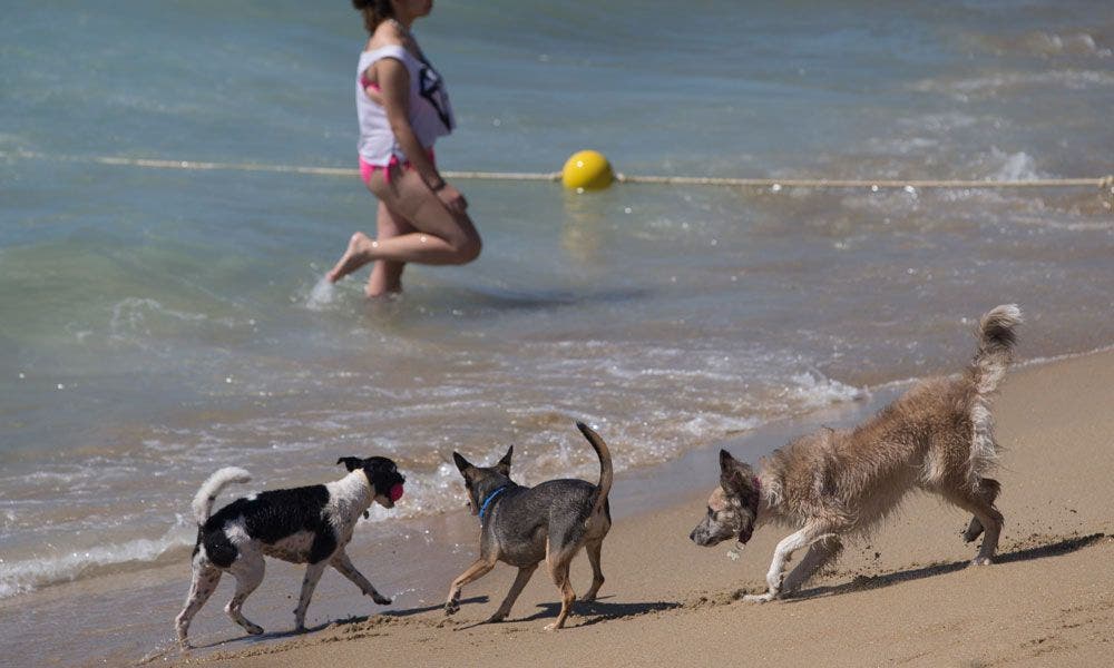 Perros en la playa del Levante, Barcelona