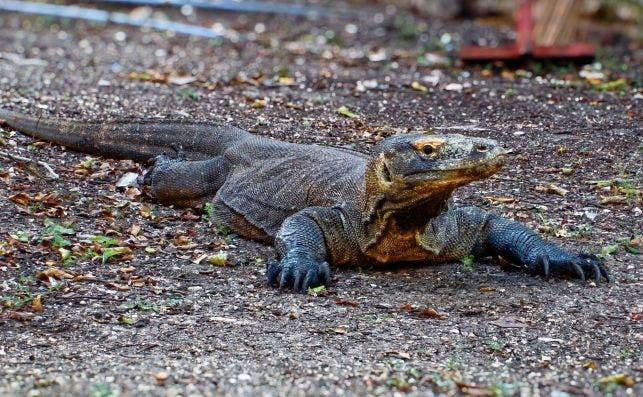 Los dragones de Komodo son 'usualmente' vendidos a compradores asiÃ¡tico | Pexels.