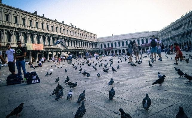 Piazza San Marco, Venecia. Foto: Holidu.
