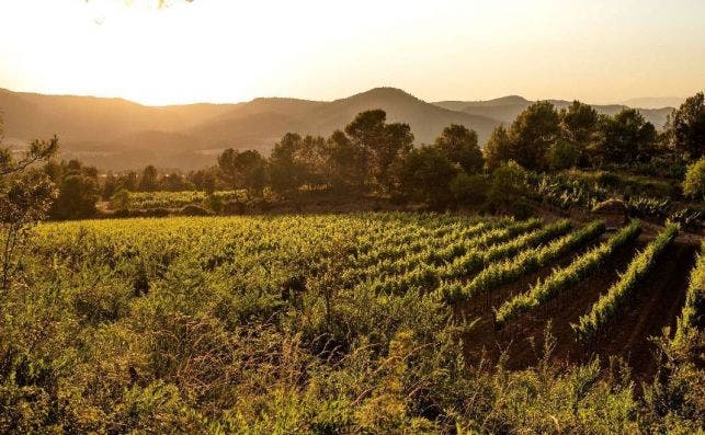 Vista del Pla del Bages, en el corazÃ³n de CataluÃ±a. Foto: Bodega Abadal