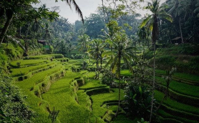 Plantaciones escalonadas en Bali, Foto Niklas Weiss | Unsplash.