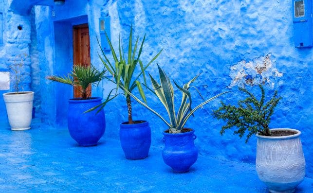 En Chefchaouen hasta las macetas son azules. Foto: Rigel - Unsplash