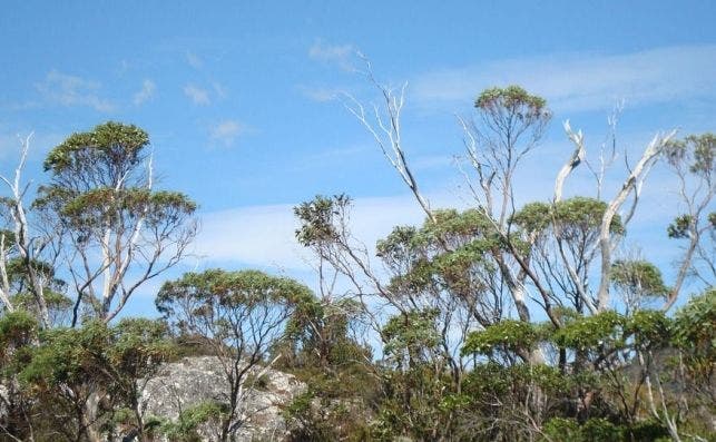 Tasmania