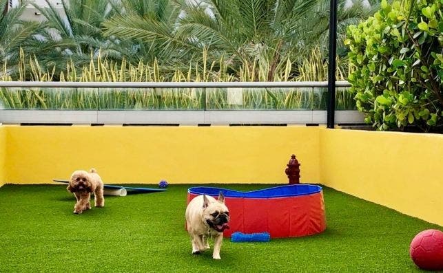 terraza perros miami