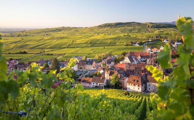 thio riquewihr et son vignoble tristan vuano Foto Turismo de Alsacia