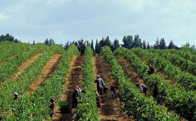 Tiempo de cosecha en los viÃ±edos del Chateau Ksara.