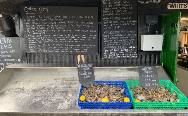 Todo lo que hay que saber sobre las ostras. Foto Macarena EscrivaÌ.