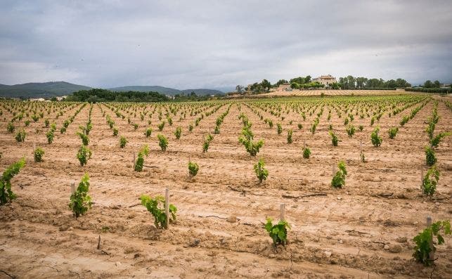 Los viÃ±edos de ViÃ±as Torres. Autor: ViÃ±as Torres