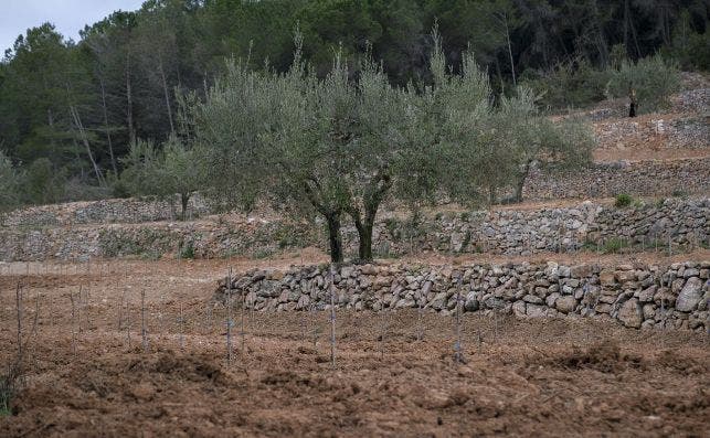 ViÃ±edos de Las Escostes. Foto: Jordi ElÃ­as