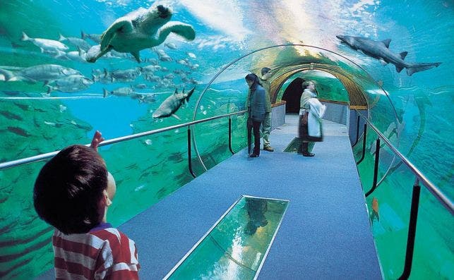 TuÌnel de cristal en Aquarium. Foto Turismo de San SebastiaÌn