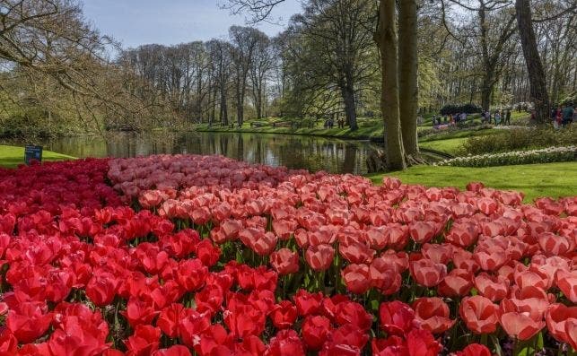 Tulipanes por doquier. Foto Keukenhoff.