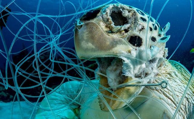 Underwater Conservation1 Shane Gross Victim copy