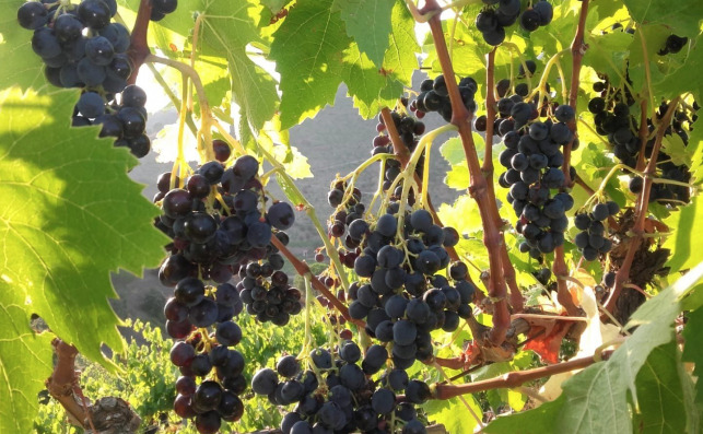 Uvas carinÌƒena en el Priorat. Foto: Olim