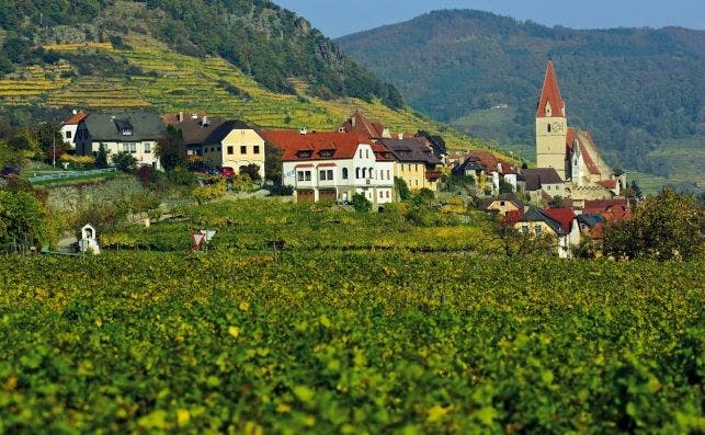 Valle de Wachau viÃ±edos