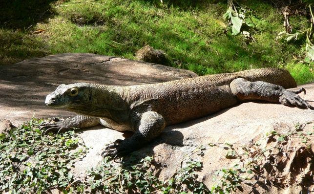 El gobierno de Indonesia no cree que el turismo sea una amenaza para el dragÃ³n de Komodo.