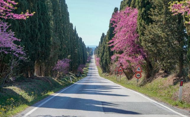 Avenida de los Cipreses, en Bolgheri. Foto: Stefano Cannas-Visit Tuscany
