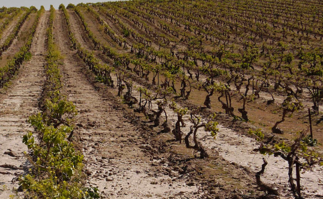 VinÌƒas con suelos de Albariza. Foto: XimeÌnez SpiÌnola