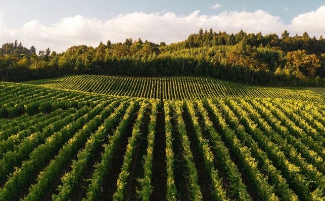 VinÌƒas de la bodega Cantine Giubertone en Mantua. Foto Cantina Giubertoni