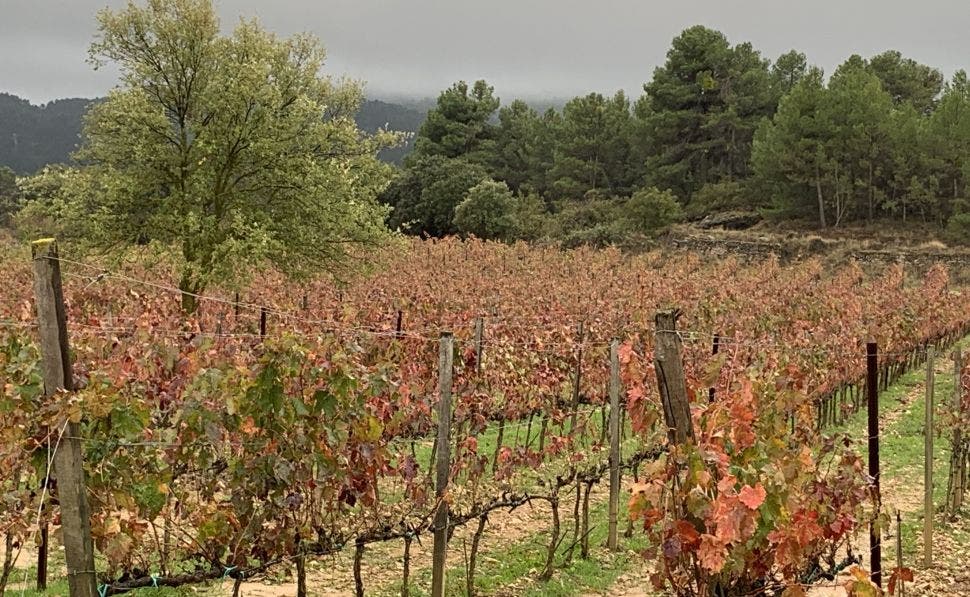 VinÌƒas de montanÌƒa. Foto: Silvia Brenes