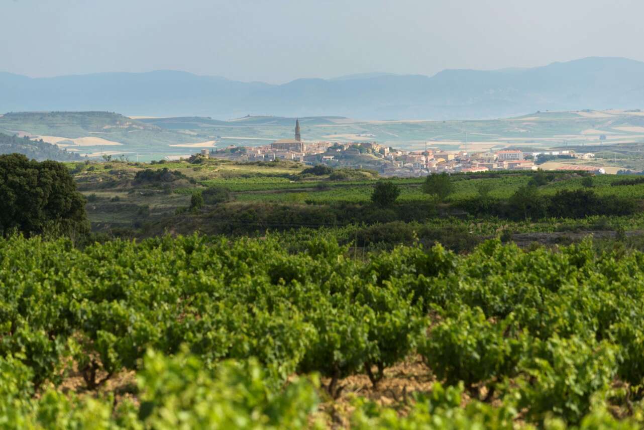 VinÌƒedos de Labastida. Foto: Jordi Elias