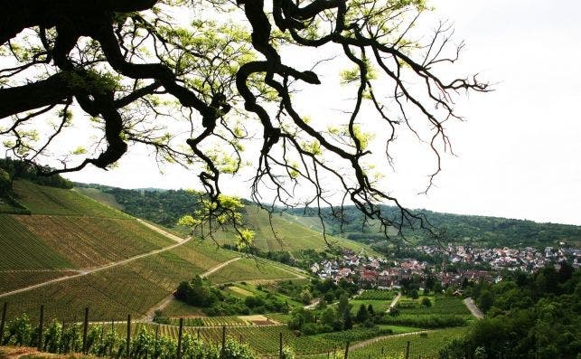 ViÃ±edos de Baden WÃ¼rttemberg. Foto Manena Munar.