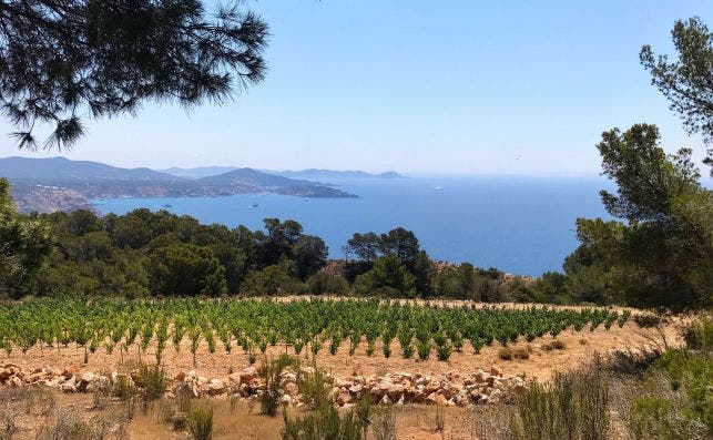 ViÃ±edos en la isla balear de Ibiza. Foto: Ibizkus