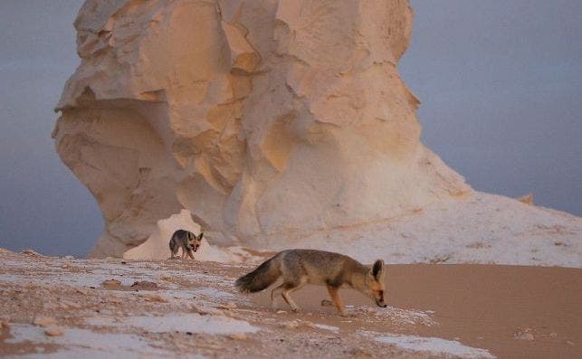 Zorros en desierto. Foto: Stttijn-Flickr