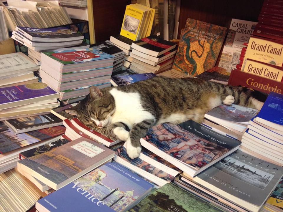 Los anaqueles son un refugio para gatos. Foto: Librería Acqua Alta