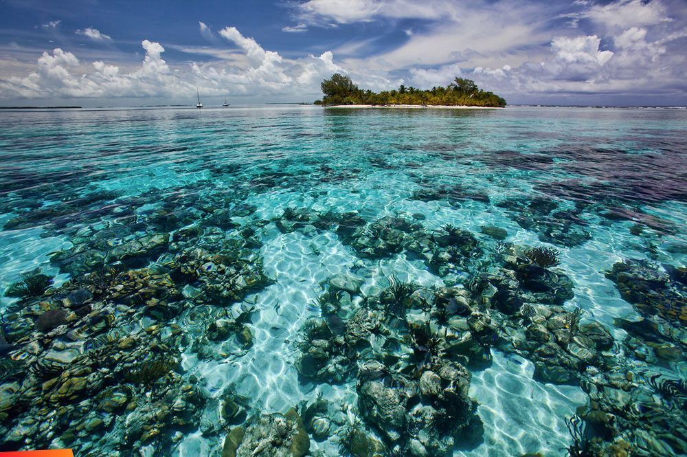 Coral Reefs of South Water Caye[1]