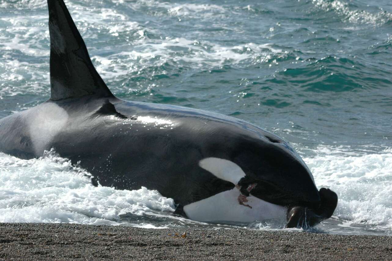 orca