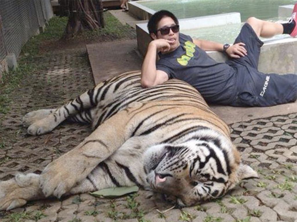 Turista con tigre.