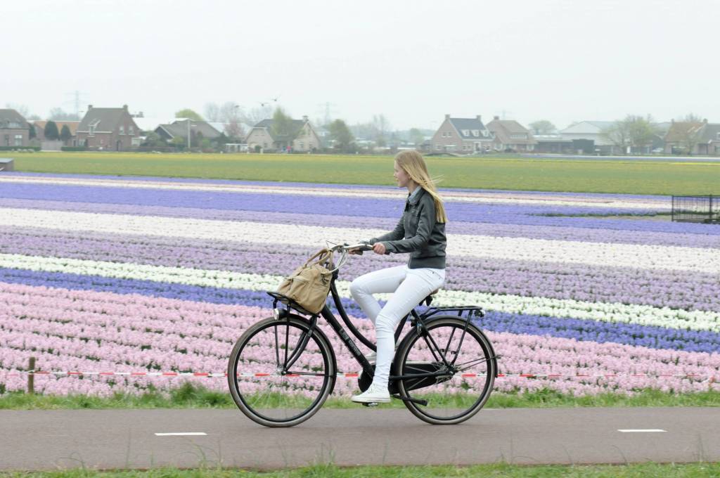Los cultivos de flores ofrecen uno de los paisajes más bonitos. Foto: Holland.com