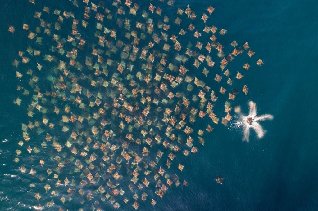 Foto Mark Carwardine - Drone Photo Awards