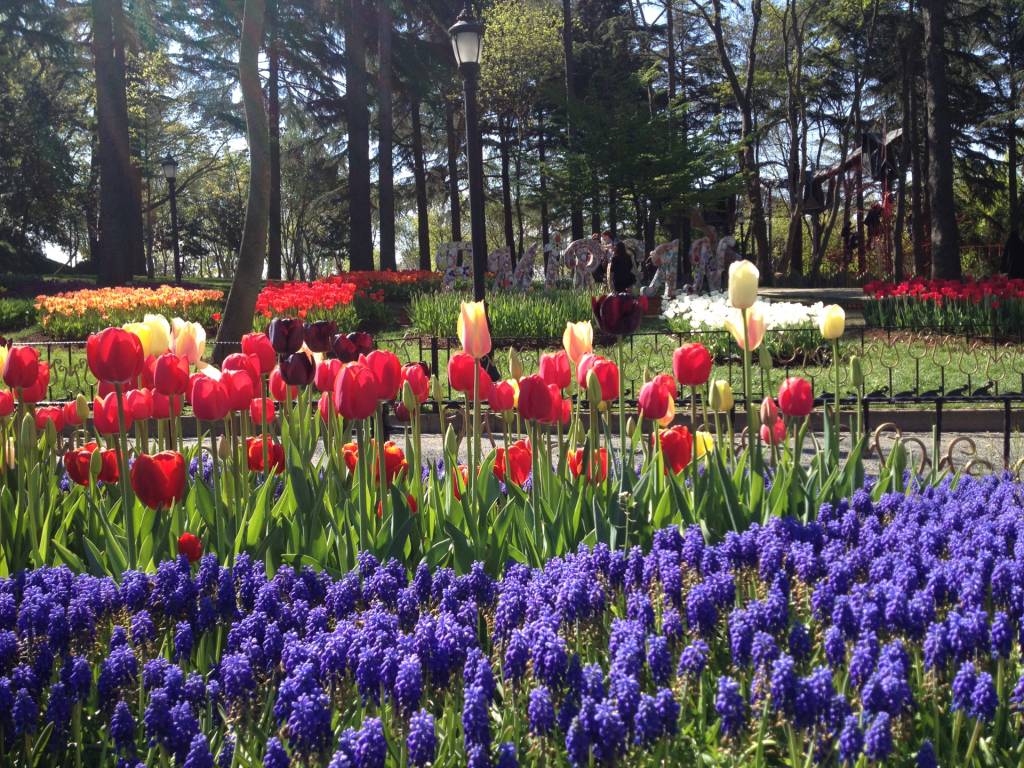 Cada primavera se plantan 20 millones de bulbos de tulipanes. Foto: CKfromtheD-Flickr