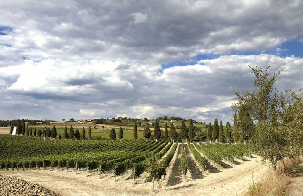 Viñedos en el valle de Orcia. Foto: Visit Tuscany