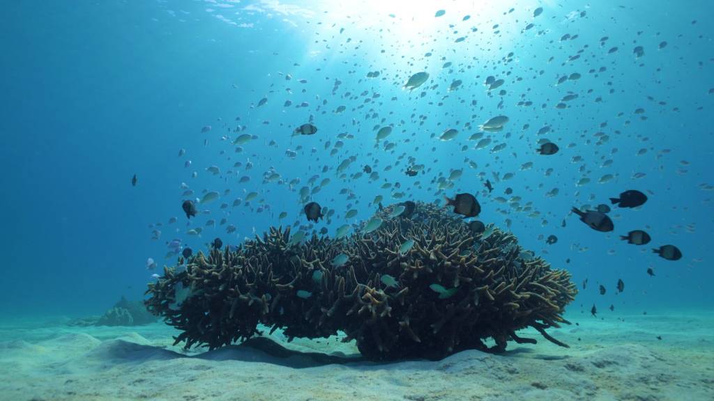 Fauna marina en el archipiélago de Kerama. Foto: JNTO.