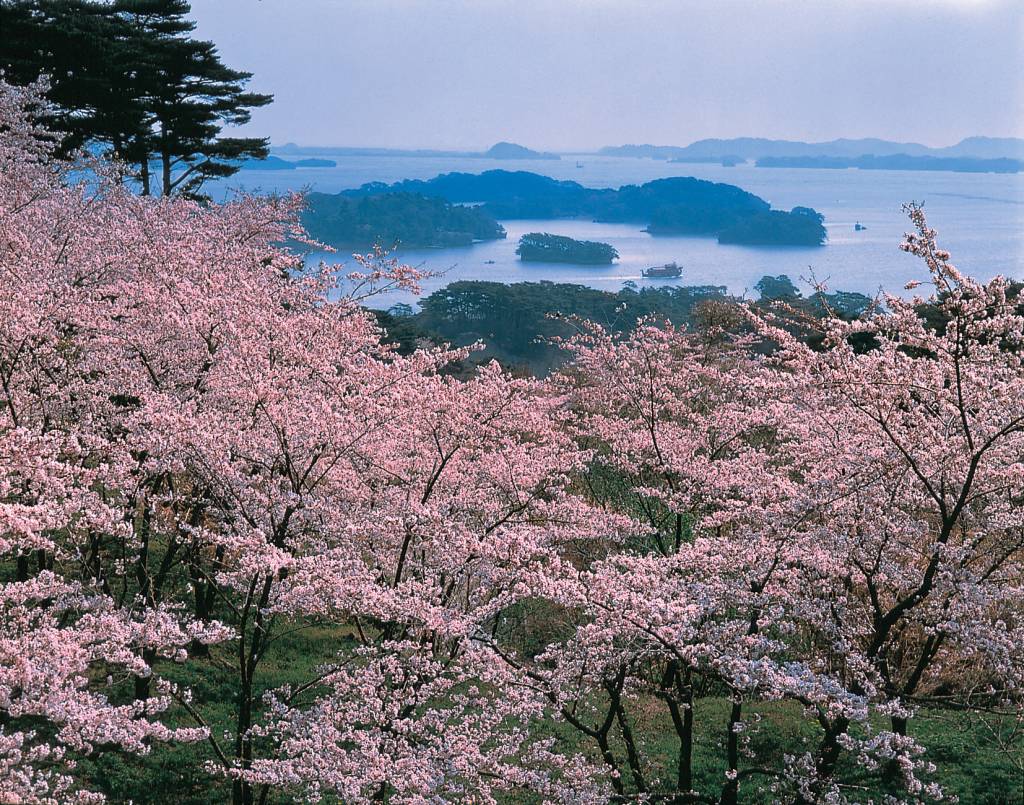 Los cerezos en flor en Tshushima. Foto: JNTO