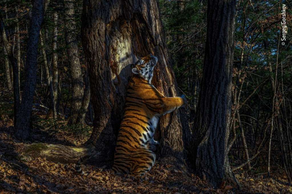 El abrazo, de Sergey Gorshkov. Wildlife Photographer of the Year 2020