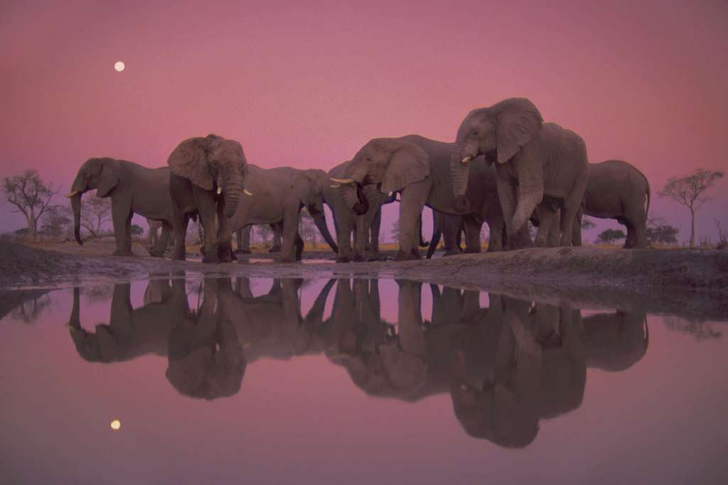Elefantes en el Parque Nacional de Chobe (Botsuana). Fotógrafo Frans Lanting National Geographic